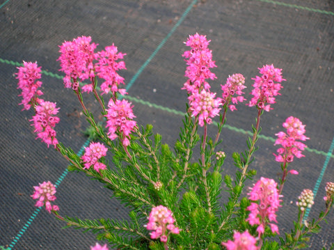sommerblühende Heidearten