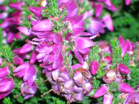 Bienenheide