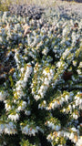 Erica carnea /Schneeheide