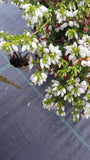 Erica cinerea /Grauheide