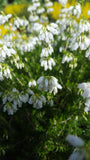 Erica cinerea /Grauheide