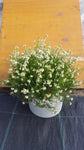 Erica cinerea /Grauheide