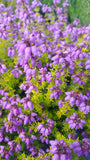 Erica cinerea /Grauheide