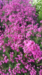 Erica cinerea /Grauheide