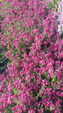 Erica cinerea /Grauheide