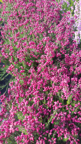 Erica cinerea /Grauheide