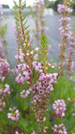 Erica manipuliflora /Traubenheide