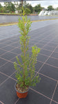 Erica australis "spanische Heide"