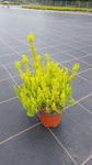 Erica arborea "Baumheide"