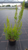 Erica arborea "Baumheide"