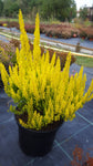 Erica arborea "Baumheide"
