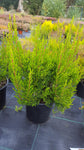 Erica arborea "Baumheide"
