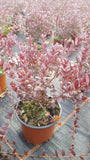 Vaccinium macrocarpon /Cranberry