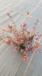Vaccinium macrocarpon /Cranberry