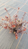 Vaccinium macrocarpon /Cranberry