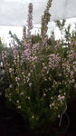 Erica erigena /Frühlingsheide