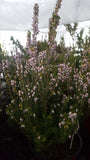 Erica erigena /Frühlingsheide