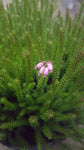 Erica terminalis /Korsische Heide