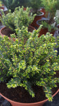 Erica erigena /Frühlingsheide
