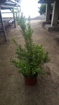 Erica x veitchii