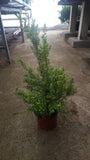 Erica x veitchii