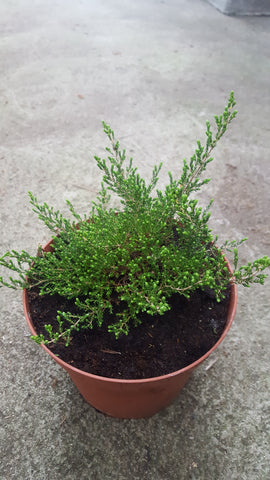 Erica umbellata /Doldenblütige Heide