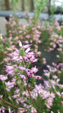 Erica australis "spanische Heide"