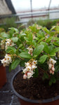 Vaccinium vitis - ideae /Preiselbeere