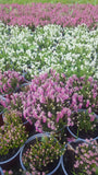 Erica spiculifolia /Siebenbürger Heide