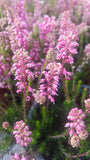 Erica spiculifolia /Siebenbürger Heide