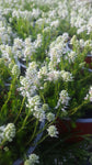 Erica spiculifolia /Siebenbürger Heide