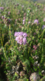 Erica tetralix /Moorheide