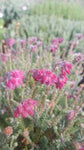 Erica tetralix /Moorheide