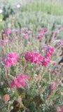 Erica tetralix /Moorheide