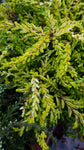 Bienenheide