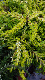 Bienenheide