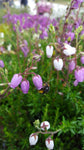 Daboecia / Glockenheide