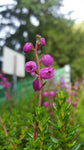 Daboecia / Glockenheide