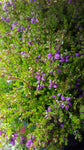 Erica cinerea /Grauheide