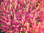 Bienenheide