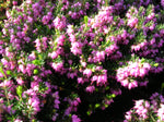 Erica carnea /Schneeheide