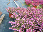 Erica x darleyensis /Englische Heide