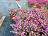 Erica x darleyensis /Englische Heide