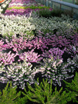 Erica carnea /Schneeheide