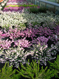 Erica carnea /Schneeheide