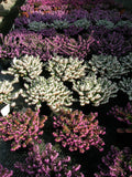 Erica x darleyensis /Englische Heide
