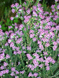 Erica australis "spanische Heide"