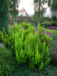 Erica arborea "Baumheide"