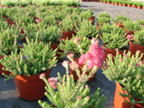 Erica tetralix /Moorheide