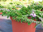 Bienenheide